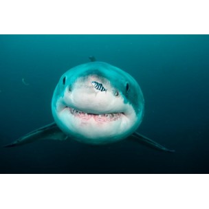 http://www.blueplanet.es/10024-thickbox/sudafrica-shark-experience-en-aliwal-shoal.jpg