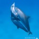 Red Sea Aggressor IV