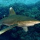 Emperor Echo - Oceanic-Whitetip-Scott-Johnson