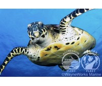 ISLA DEL COCO - BUCEO