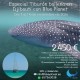 Especial tiburón ballena en Djibouti con Blue Planet