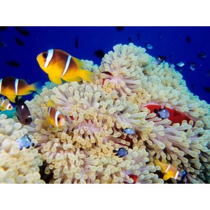 http://www.blueplanet.es/3772-thickbox/puente-de-diciembre-mar-rojo-norte-a-bordo-del-snefro-target.jpg