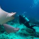 Vida marina en Galápagos