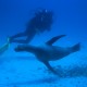 Vida marina en Galápagos
