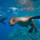 Vida marina en Galápagos