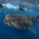 Snorkel con el tiburón ballena