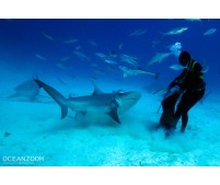 Buceo en Riviera Maya