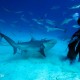 Inmersión con tiburón toro