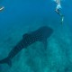 Buceo en Maldivas a bordo de la Flota Emperor