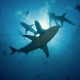 Mozambique Shark week Ponta do Ouro