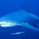 Mozambique Shark week Ponta do Ouro