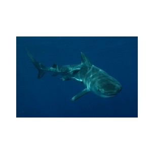 http://www.blueplanet.es/7258-thickbox/mozambique-shark-week-ponta-do-ouro.jpg