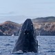 Revillagigedo a bordo del Rocío del Mar con Blue Planet