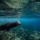 Revillagigedo a bordo del Rocío del Mar con Blue Planet