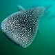 Revillagigedo a bordo del Rocío del Mar con Blue Planet