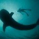 Revillagigedo a bordo del Rocío del Mar con Blue Planet