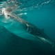 Revillagigedo a bordo del Rocío del Mar con Blue Planet