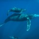 Revillagigedo a bordo del Rocío del Mar con Blue Planet