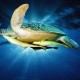 Golden Dolphin