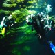 RIVIERA MAYA, BUCEO CENOTES