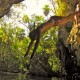 RIVIERA MAYA, BUCEO CENOTES