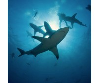 Sudáfrica "Shark Experience" en Aliwal Shoal