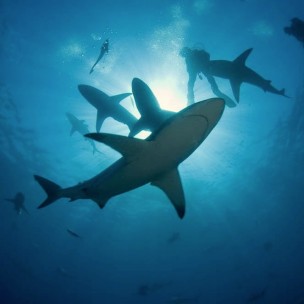 http://www.blueplanet.es/9020-thickbox/sudafrica-shark-experience-en-aliwal-shoal.jpg