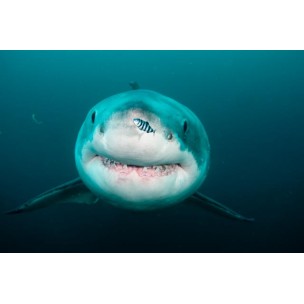 https://www.blueplanet.es/10024-thickbox/sudafrica-shark-experience-en-aliwal-shoal.jpg