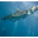 Sudáfrica "Shark Experience" en Aliwal Shoal