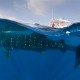 Snorkel con el tiburón ballena